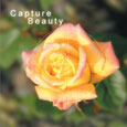 Capture Beauty